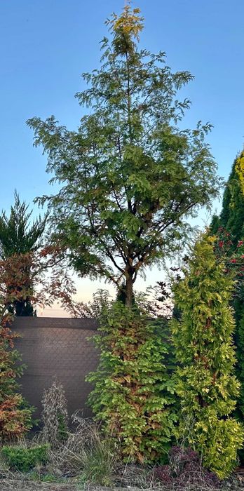 Metasekwoja chińska 7 drzewo 4m wysokości obwód pnia około 18cm