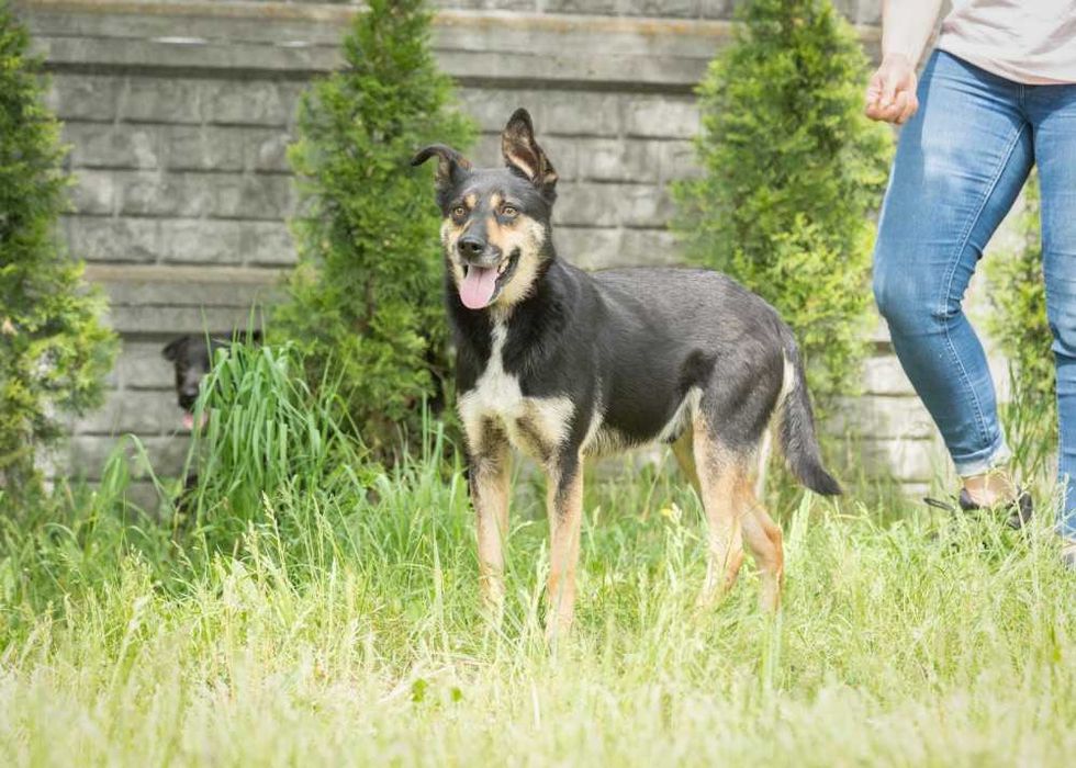 Bax przyjazny psiak w schronisku bez wolontariatu