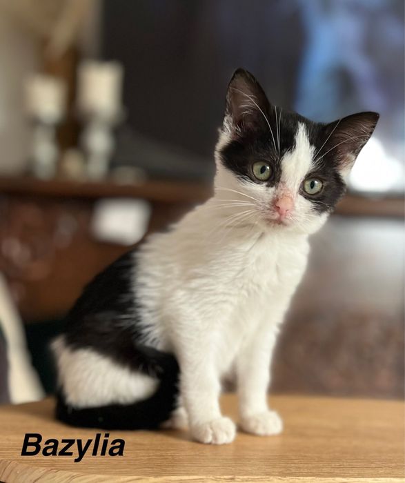 Bazylka potrzebuje domku