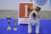 Вязка Джек Рассел терьер - кобель Интерчемпион, лучшие крови Мира!