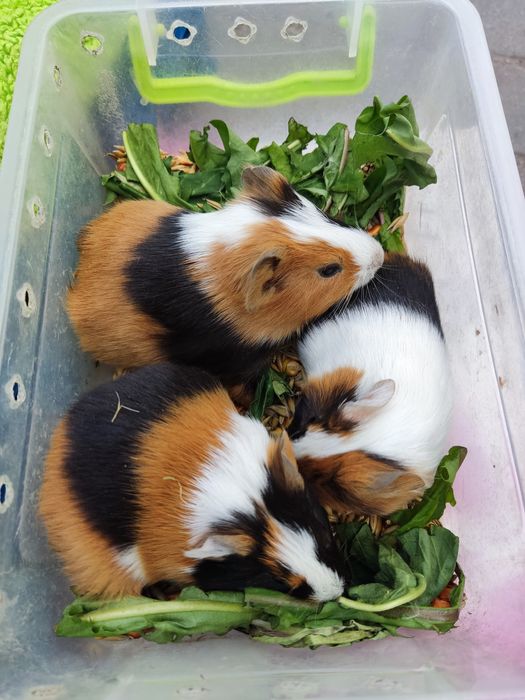 Малесенькі трьохмастні морські свинятка