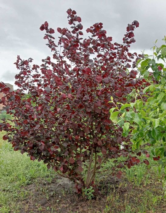 Продам садженці фундука червонолистного, Ірги канадської