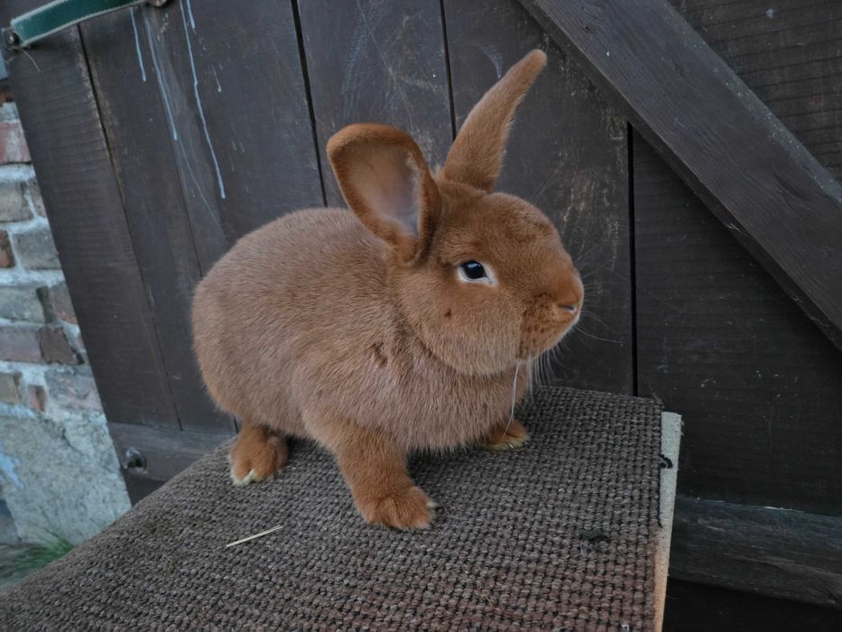 Sprzedam młode nowozelandzkie czerwone