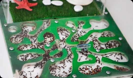 Вертикальная Муравьиная Ферма Дом Мессора КОМПЛЕКТ ДЛЯ НОВИЧКА