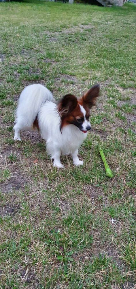 spaniel kontynentalny papillon