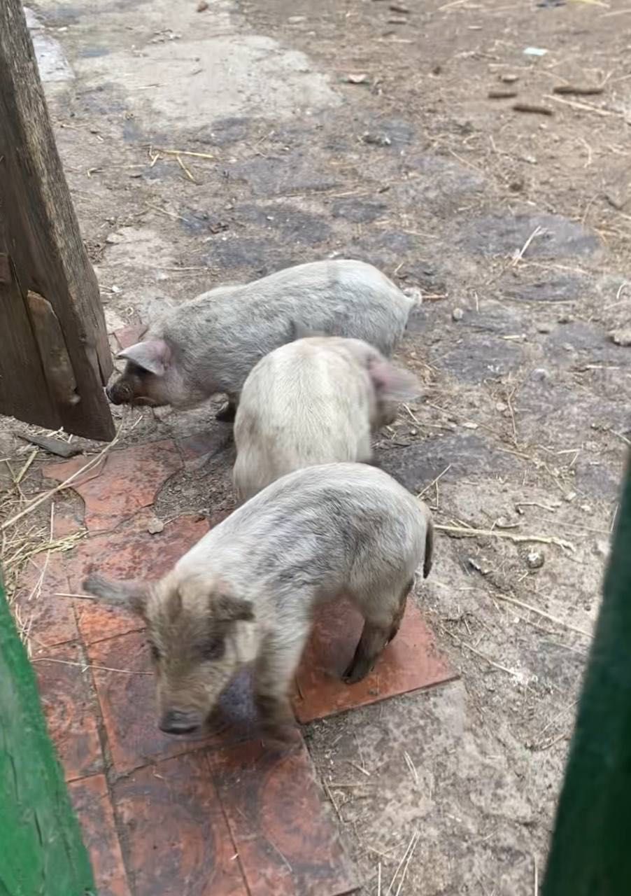 Свинки породи «Мангалиця»