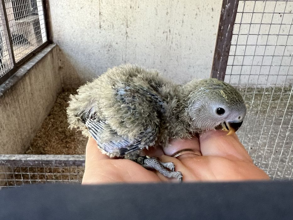 AGAPORNIS ROSEICOLLIS BEBÉS