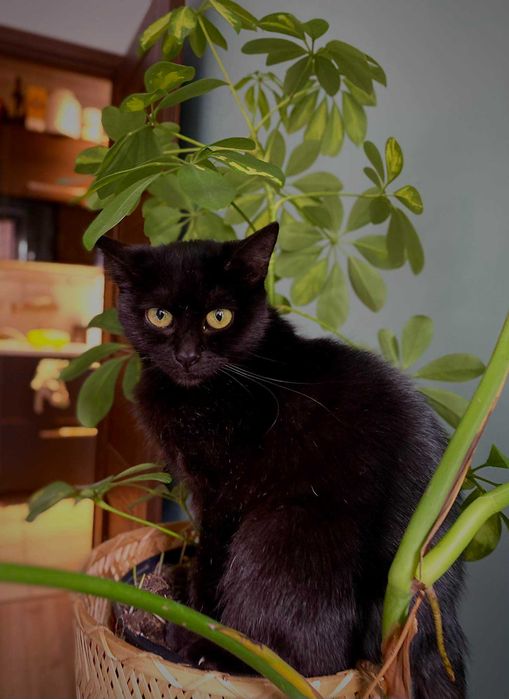 Dzidka szuka domu! Fundacja "Stawiamy na Łapy"