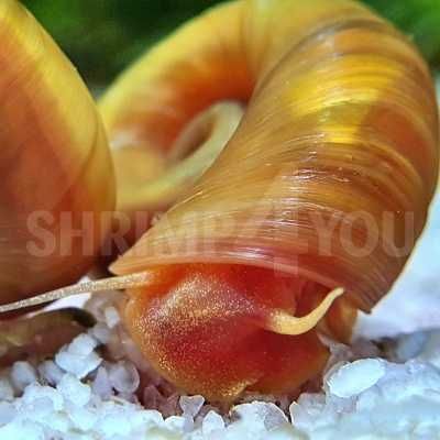 Caracóis Planorbis ( Azul / Rosa / Laranja)