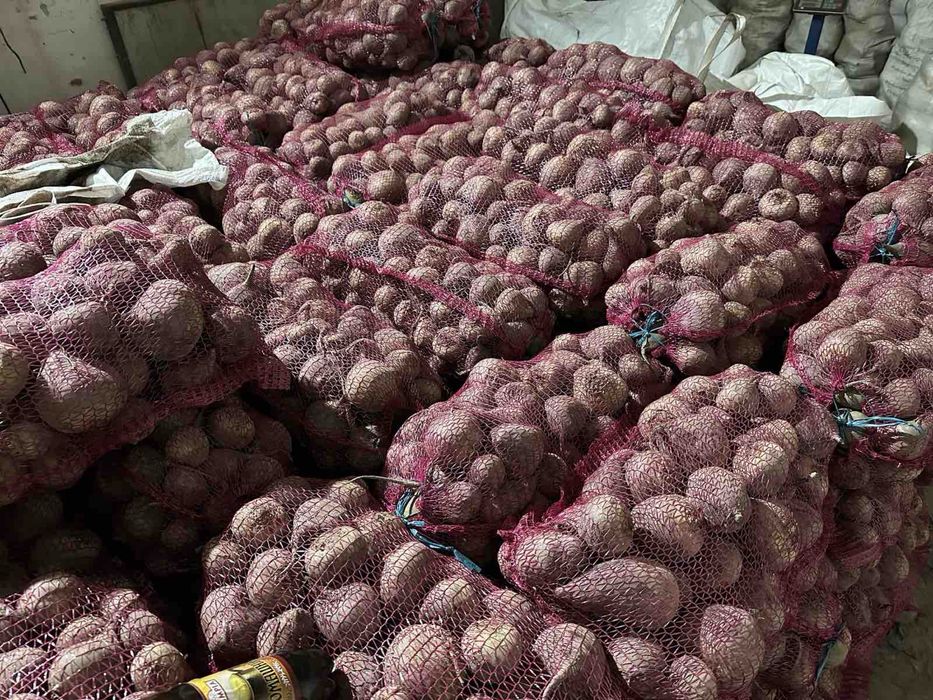 Продамо Буряк Зеппо, Бетолло