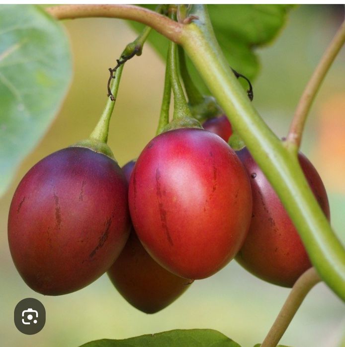 Vendo plantas tamarilho  e frutos