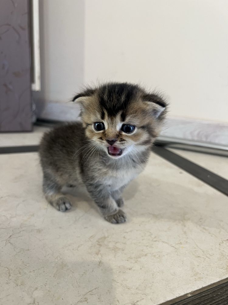 Шотландські висловухи котята
