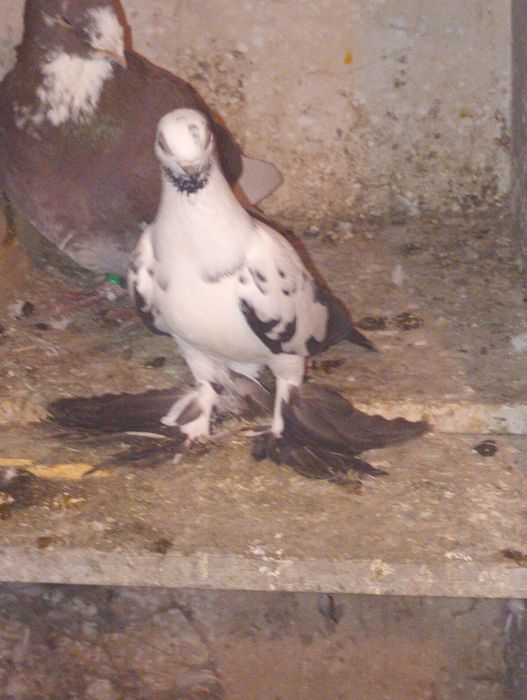 Widyny czarne i czerwone