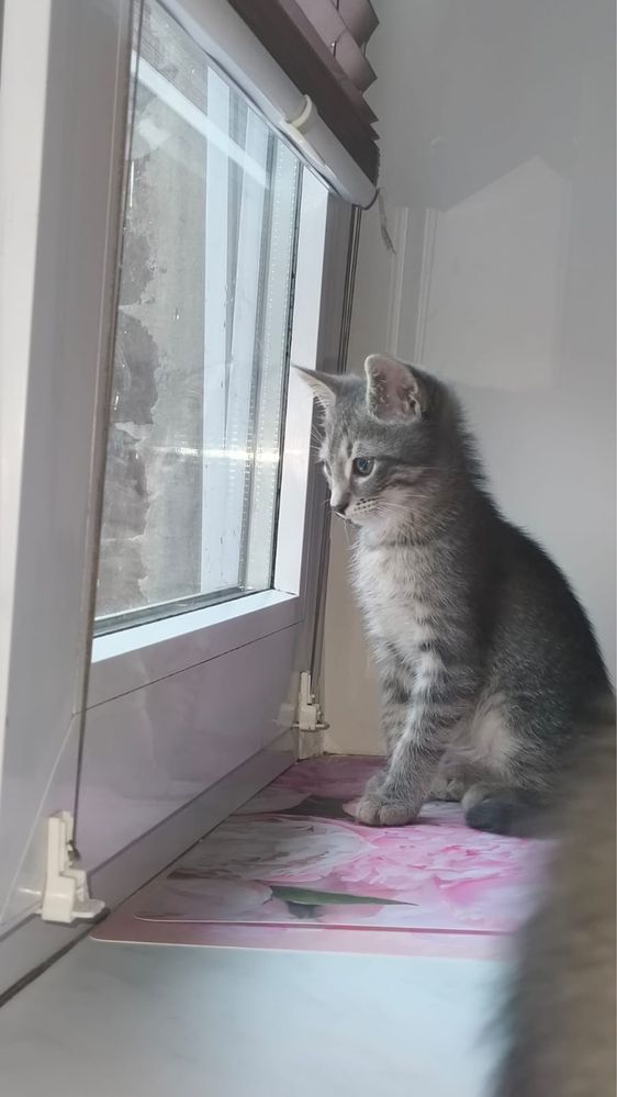 Pokochaj i Przygarnij Maksia i Pixela