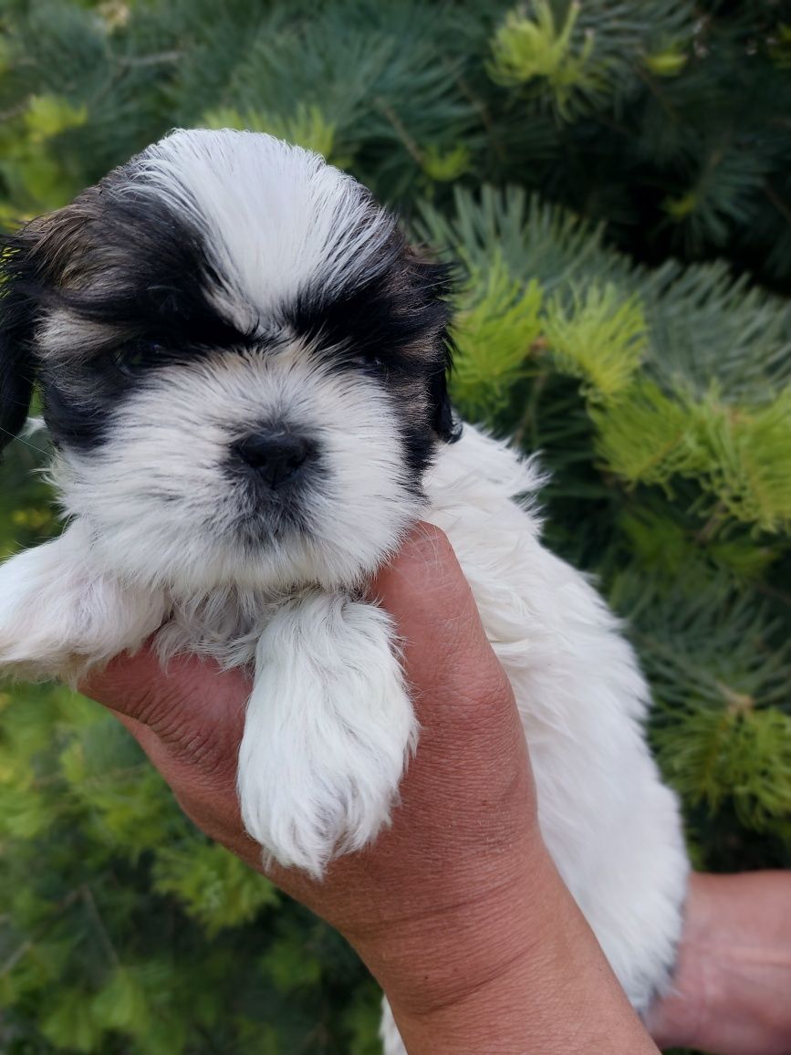Shih-tzu piękna dziewczynka