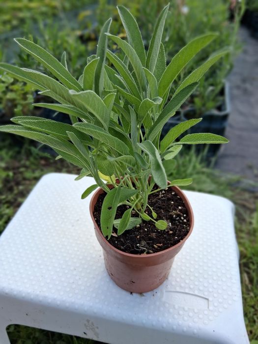 Szałwia lekarska (Salvia officinalis)