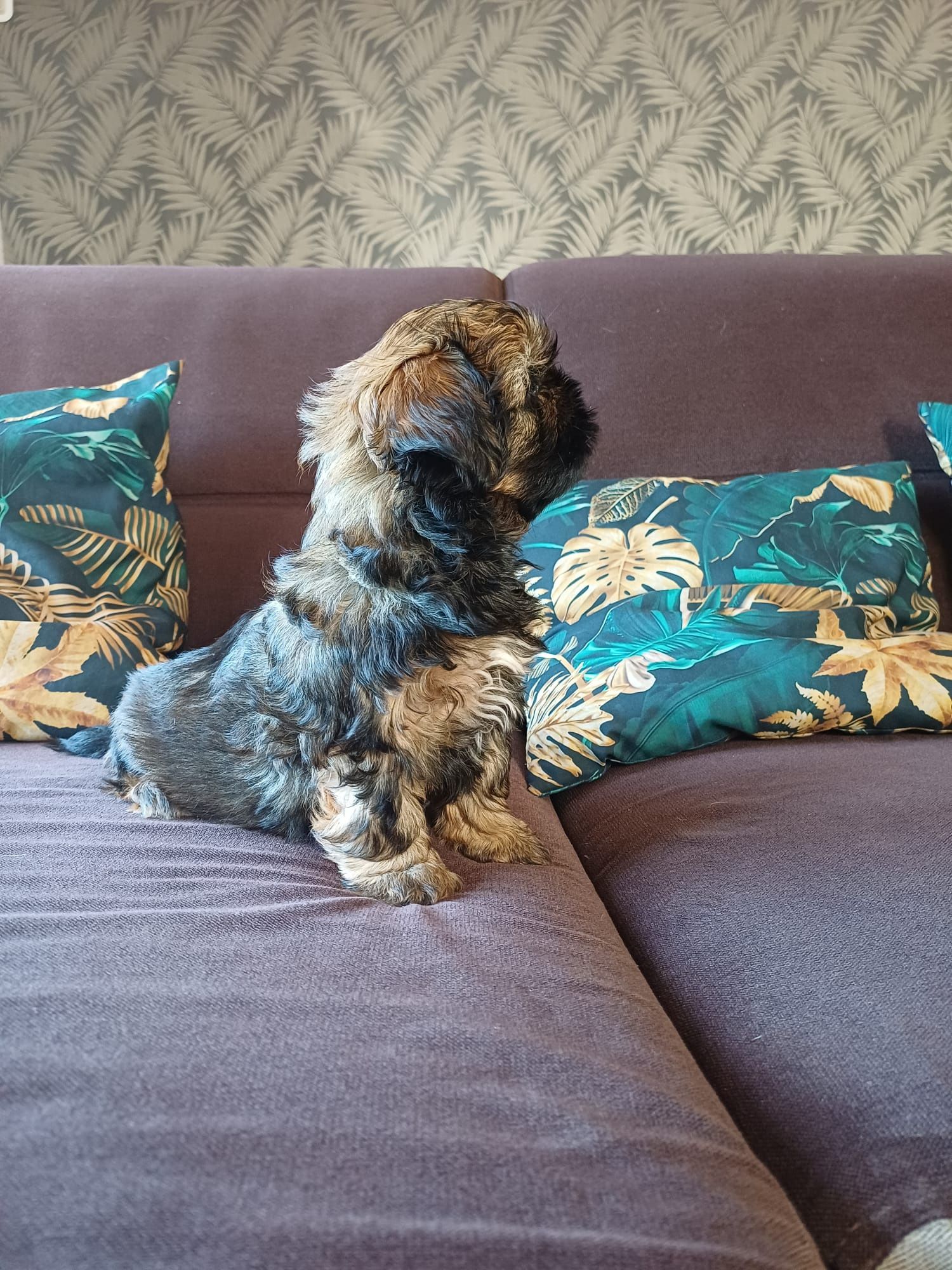 Shih Tzu brązowy chłopiec
