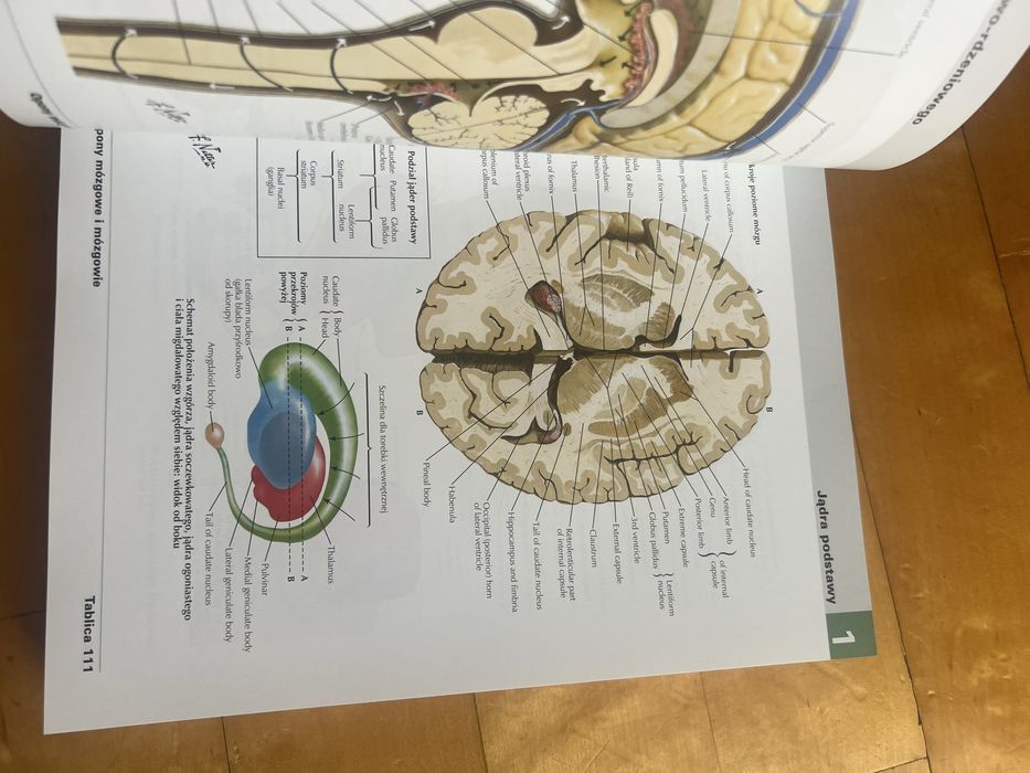 Atlas anatomii człowieka Netter po angielsku