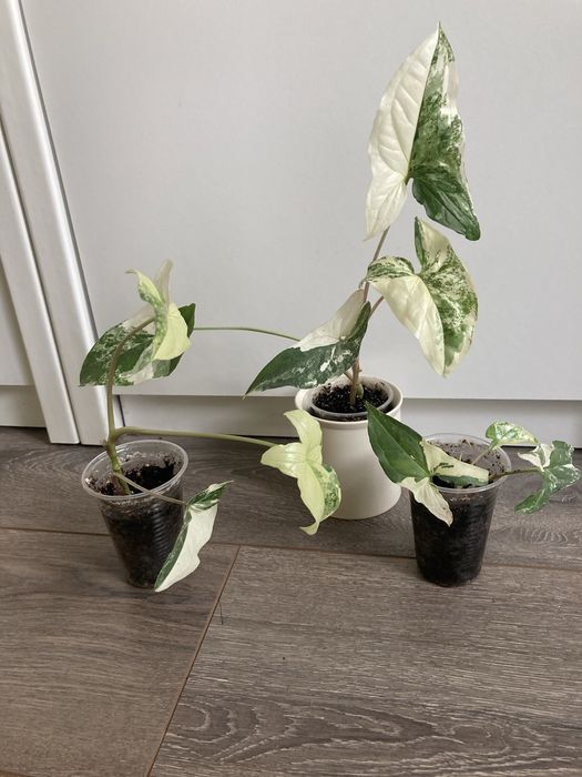 санса КАНАРИ триангулярис спатиф Домино фикус Эльдорадо Нина Цилиндра