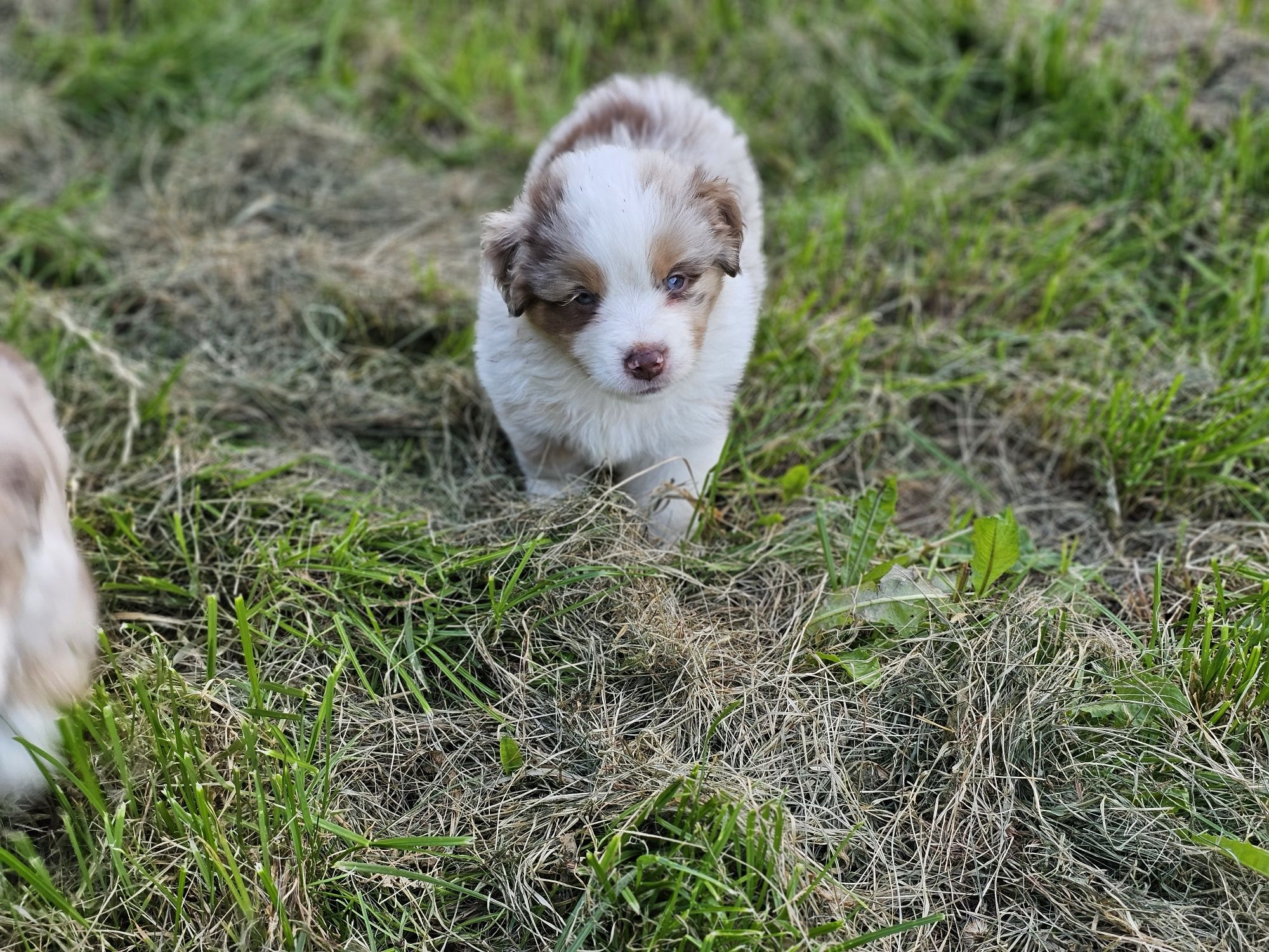 Miniaturowy Owczarek Amerykański piesek red merle