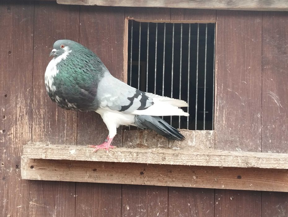 GARŁACZ norwich samiec