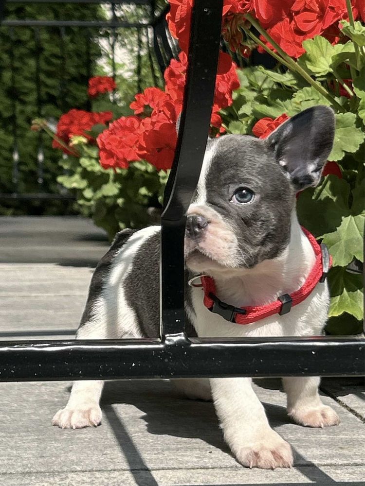 Buldog Francuski