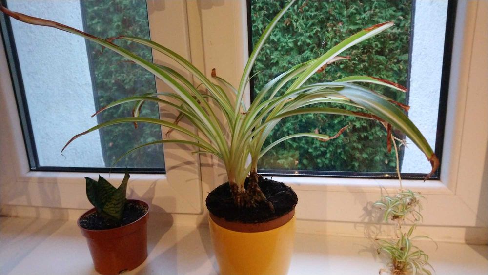 kwiat doniczkowy , domowy 2 sztuki