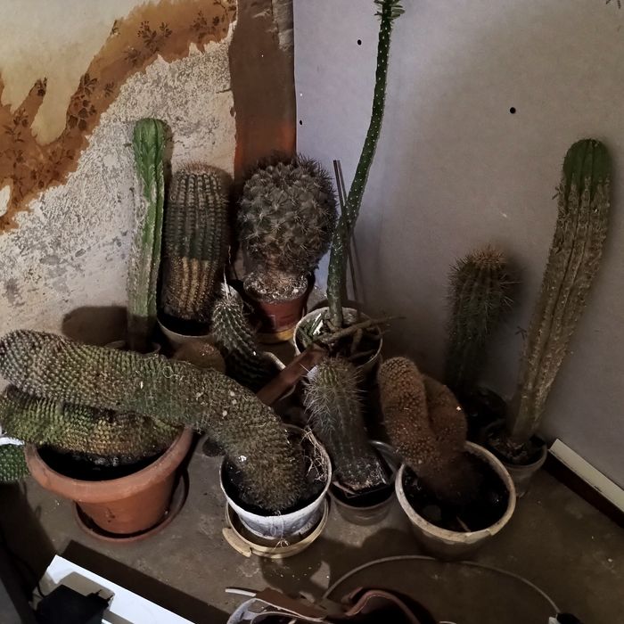 СРОЧНО!!! Кактуси продам кімнатні