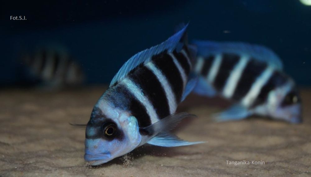 Ryby Tanganika Cyphotilapia Frontosa Moba Blue Zaire