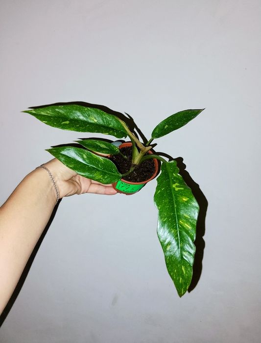 Філодендрон Ring of Fair 175-550грн