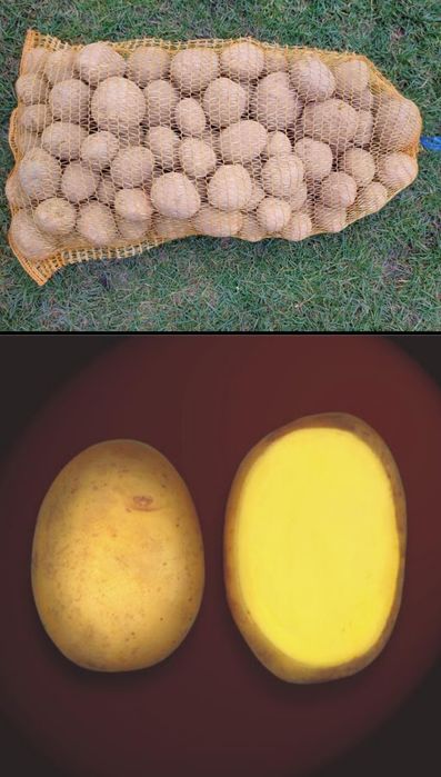 Ziemniaki jadalne KARTOFLE