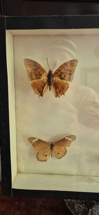 Kolekcjonerska gablota Brazylijskie motyle Antyk dekor lepidopterolog