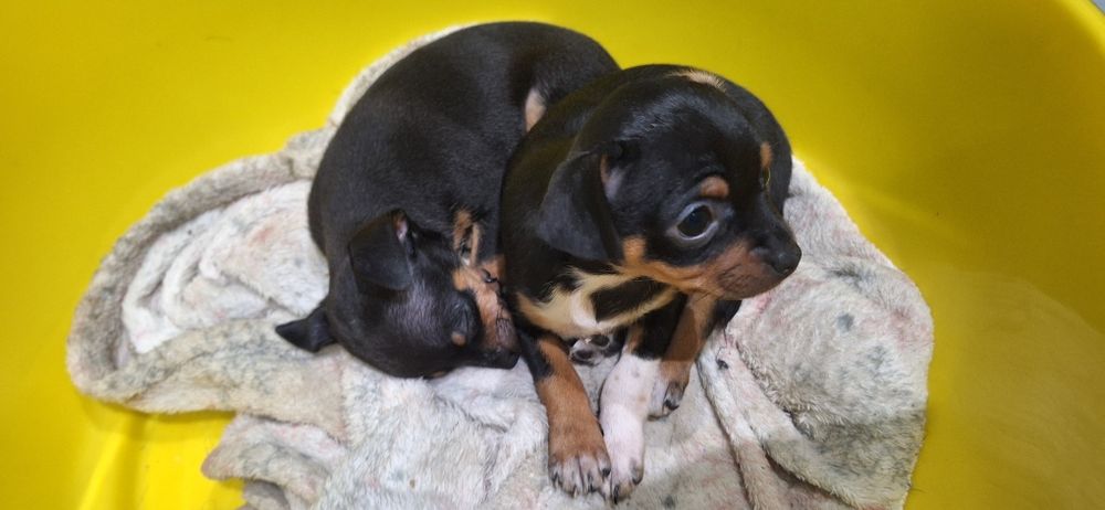 Pinczer miniaturowy, Ratlerek Szczeniak Suczka!