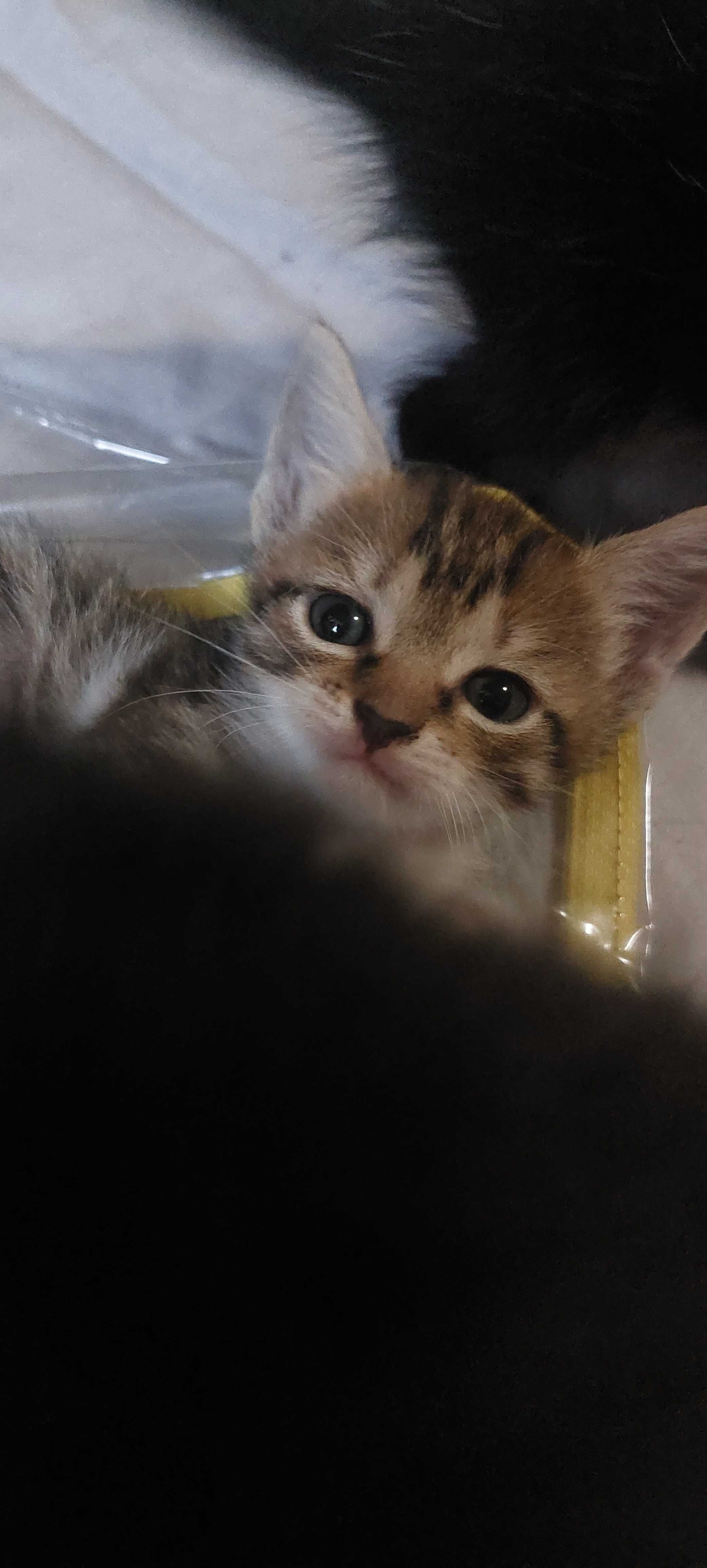 Кошеннята шукаю родину.