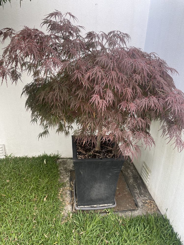 Vende-se planta Acer