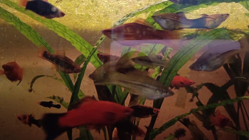 Sprzedam gupiki i mieczyki