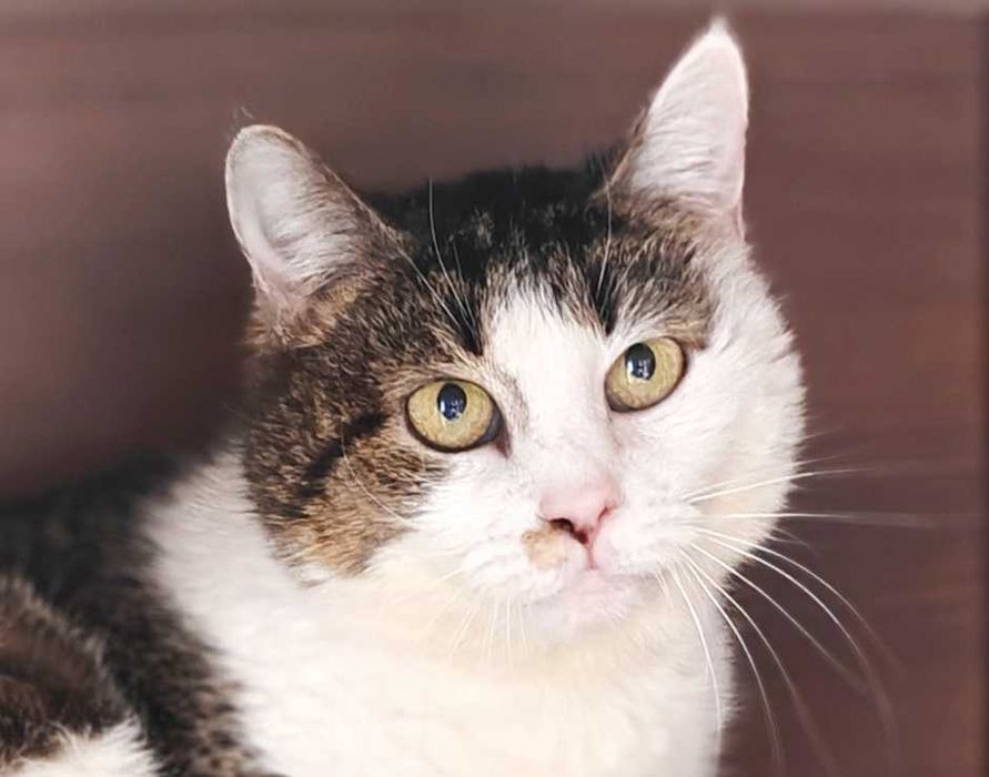 Мила Жасміна - пухкі щічки, ясні очка – шукає дім! кішка 3р кошеня кіт