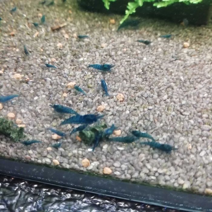 Krewetki Blu Velvet i Blood Mary poselekcyjne