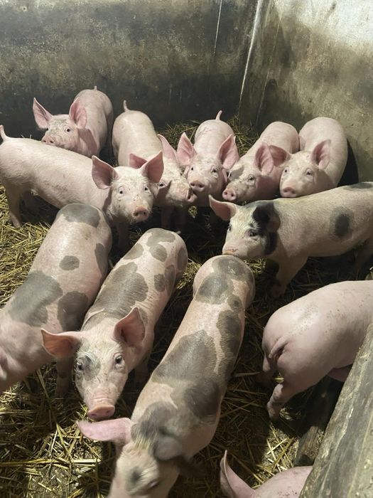 Поросята Свині генетика