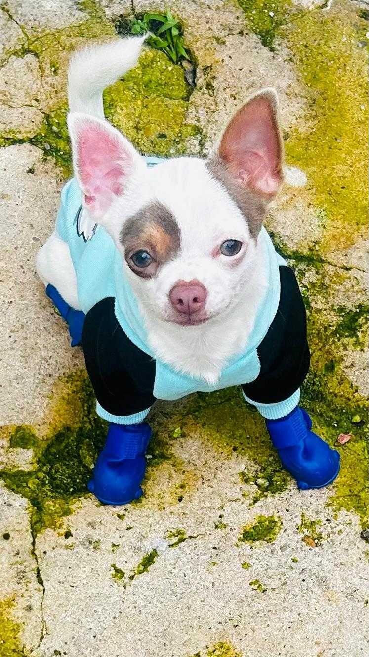 Excelente chihuahua macho mini