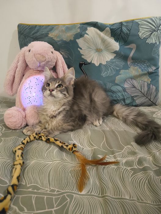 Piękny*Malibu*Maine Coon Rodowód Chip