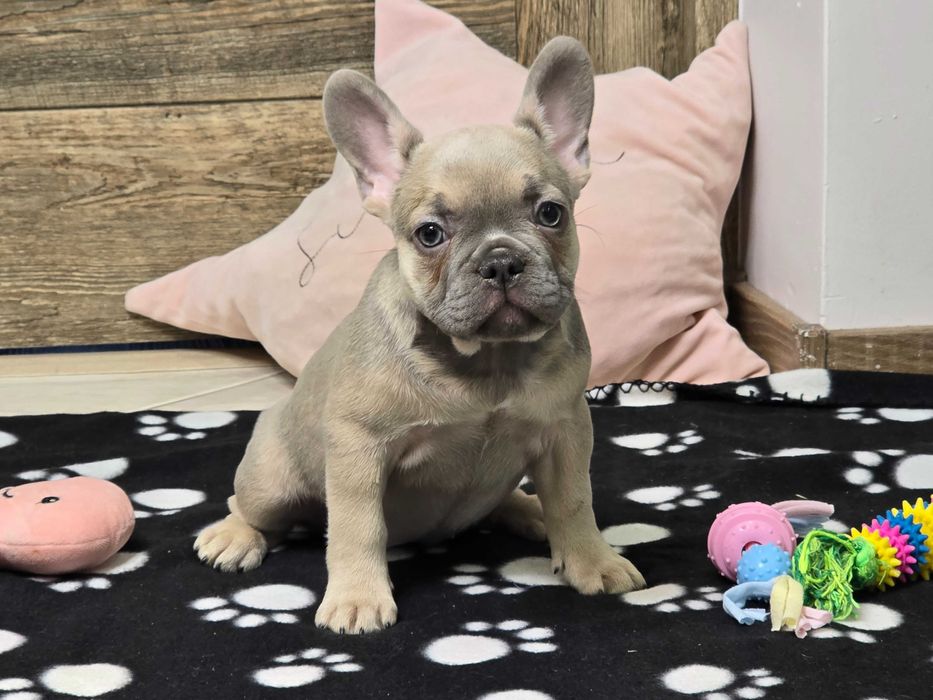 Buldog Francuski śliczna suczka