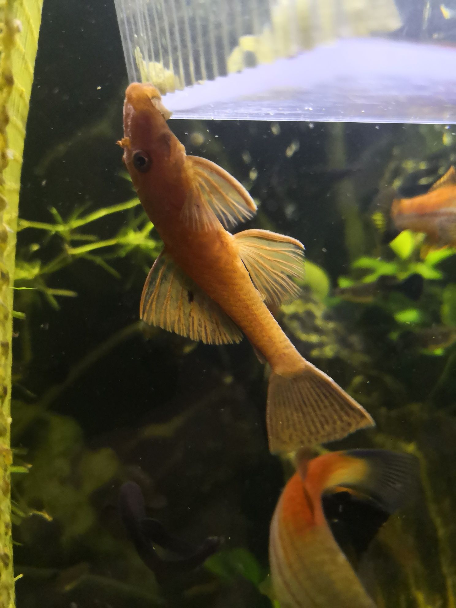 Glonojad/Zbrojnik RED samice