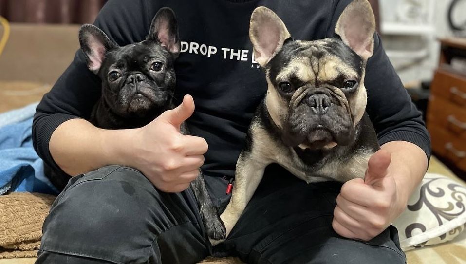 Французький бульдог