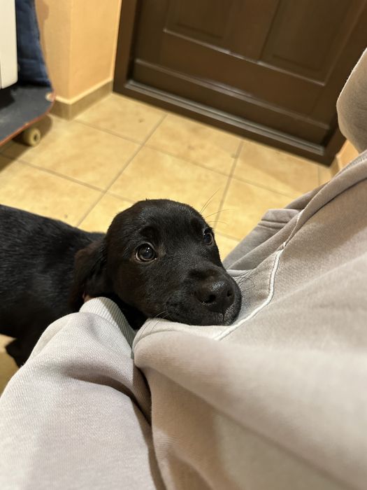 Pieski ładne młode