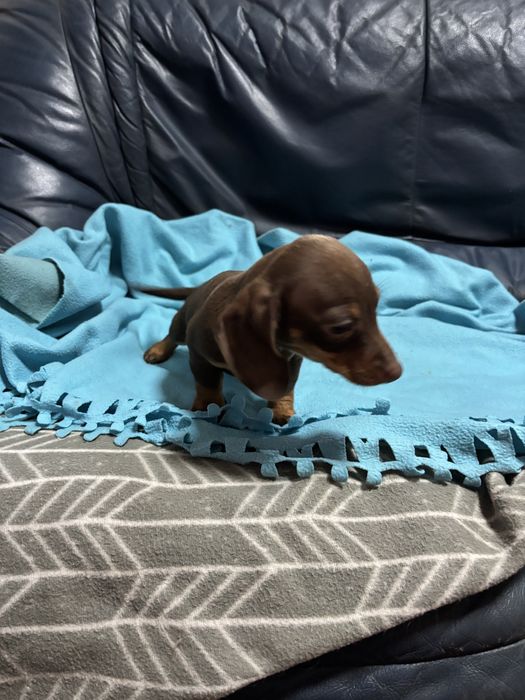 Teckel femea miniatura chocolate