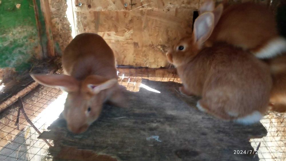 Кролі породисті (німецькі строкачі, бургундці, білі панони)