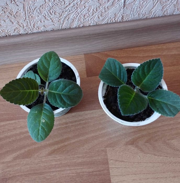 глоксинии,комнатный цветущий