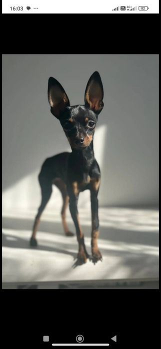 Цуценя той терєр