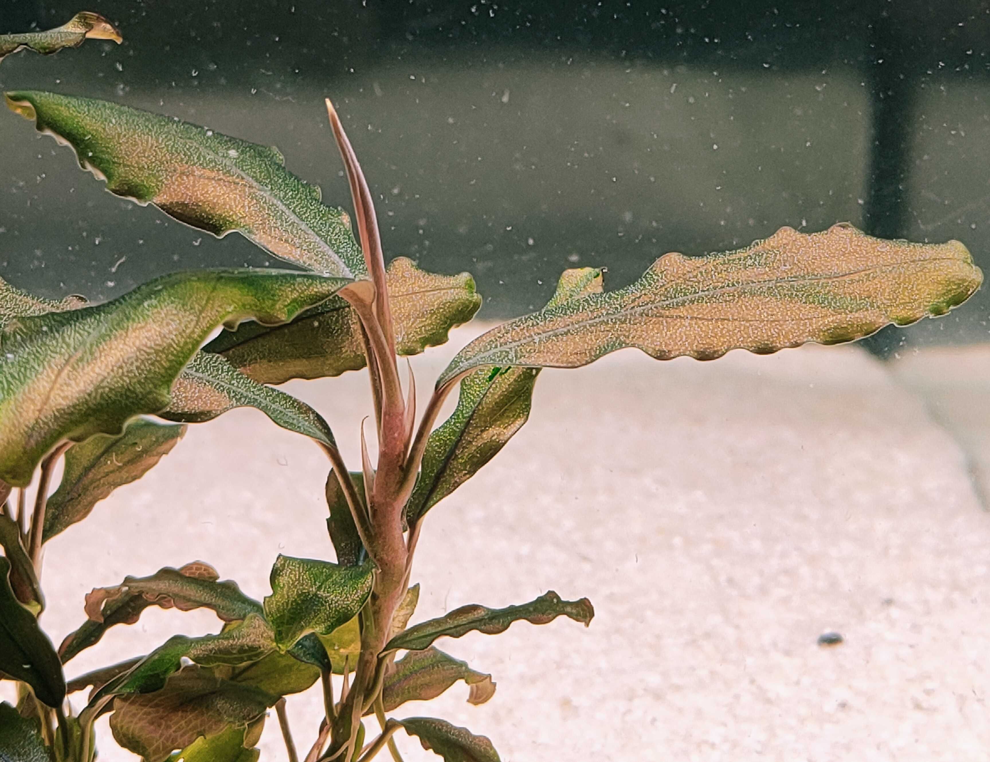 Bucephalandra Red Cerberus Rarytas